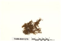 藏品(異貓尾苔)的圖片